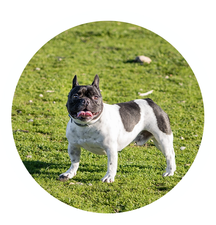 A dog standing in the grass with its tongue hanging out.