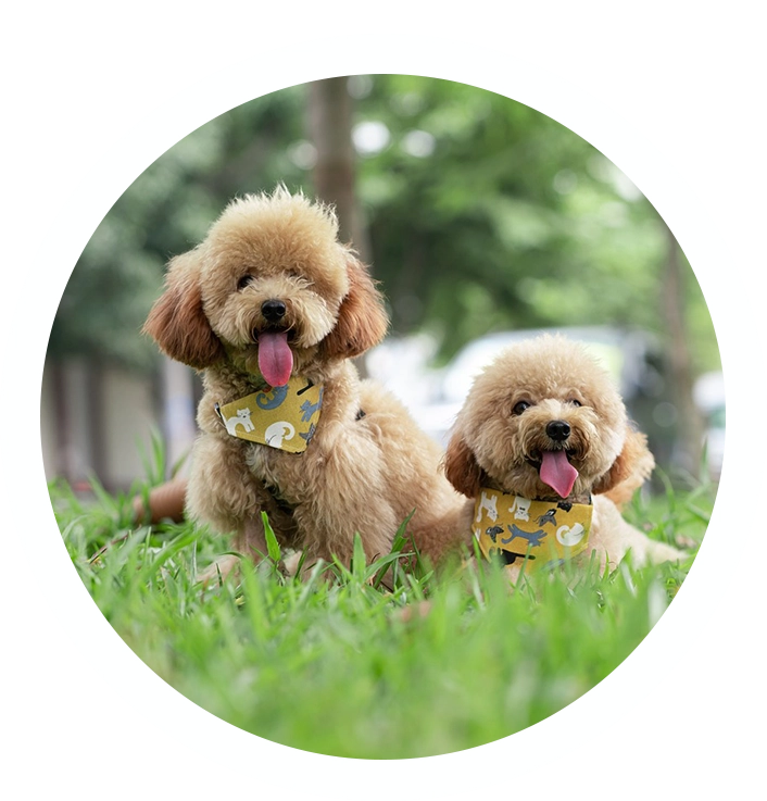 Two dogs sitting in the grass with their mouths open.