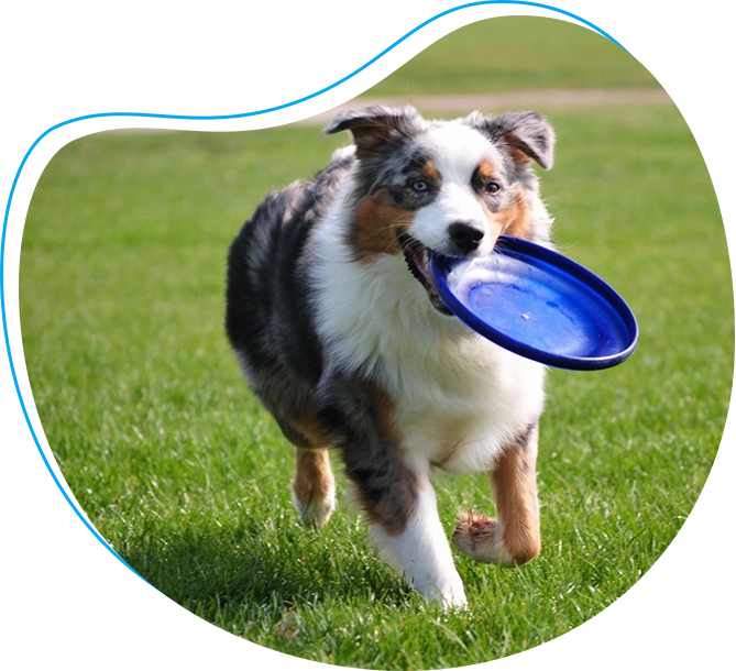 A dog with a frisbee in its mouth.