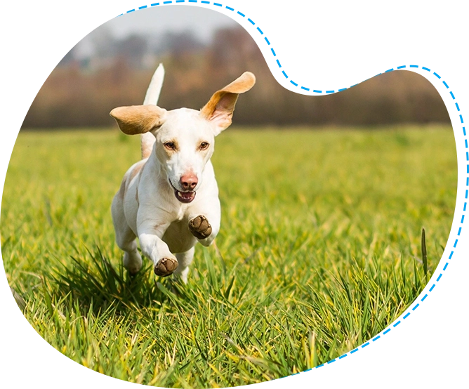 A dog running through the grass in a field.