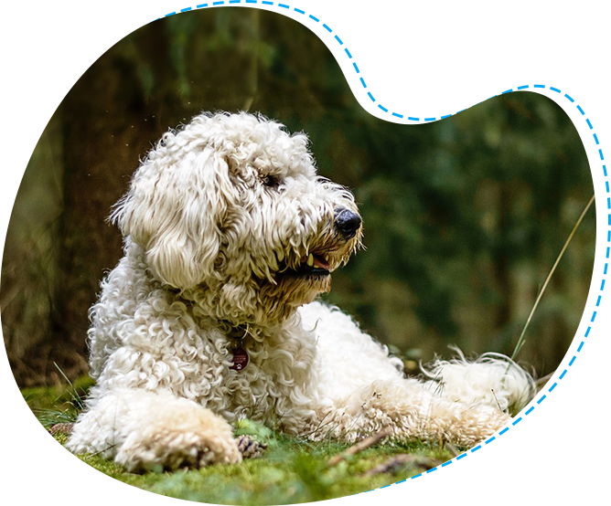 A white dog laying in the grass near trees.