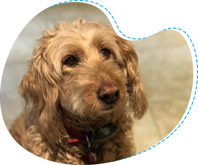 A close up of a dog with a heart shaped frame