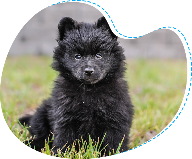 A black puppy sitting in the grass with blue heart shaped border.